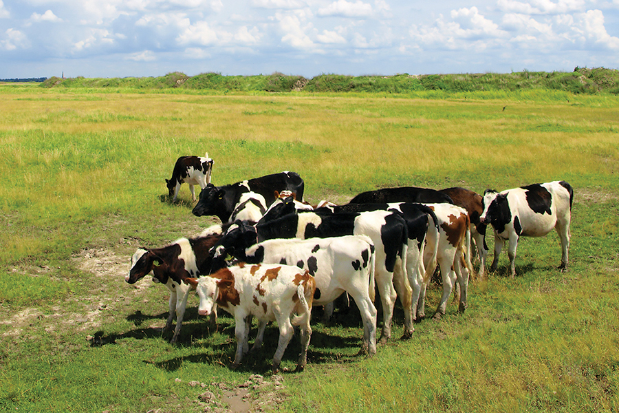 Cows in field, New Zealand