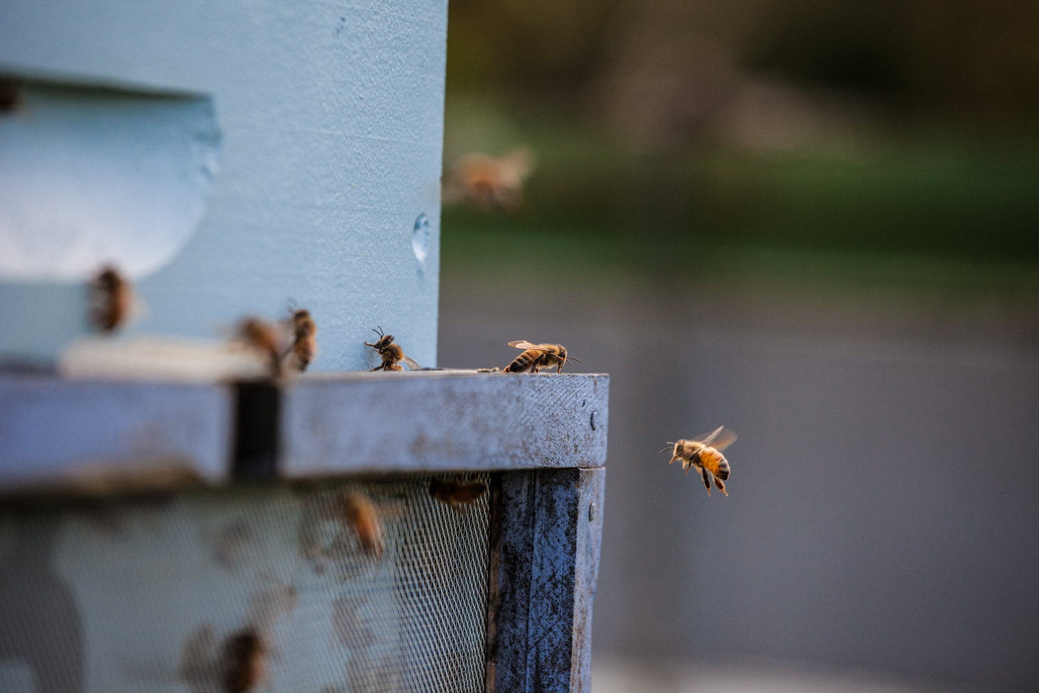 Introducing BuzzTech, the New Zealand company that is helping beekeepers go digital.